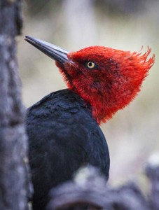 Carpenter Patagonia