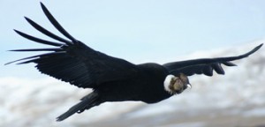 Patagonia Condor