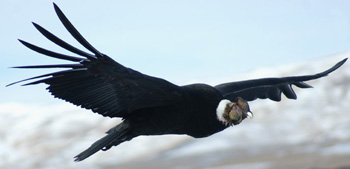 Patagonia Condor