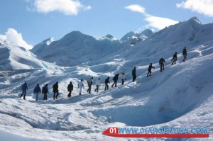 El calafate