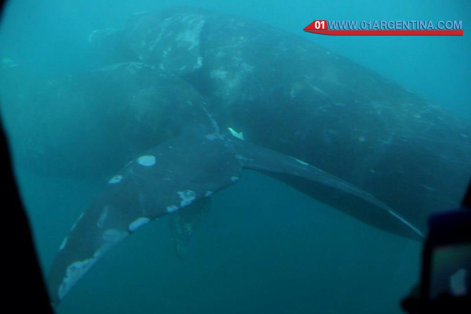 submarine whales